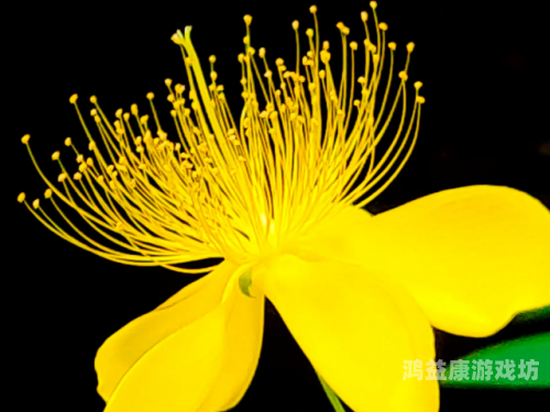 黄色无码激情片在线观看黄色无码激情片在线观看的危害与法律风险