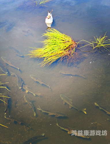 99久久婷婷国产综合精品草原99久久婷婷国产综合精品草原，探寻中国草原文化的瑰宝
