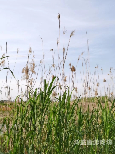 久久青草伊人精品无码，探索自然与人文的和谐之美