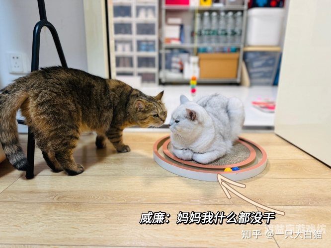 国产网友愉拍精品视频手机人国产网友愉拍精品视频手机人，技术创新与用户体验的完美结合