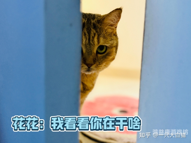 国产网友愉拍精品视频手机人国产网友愉拍精品视频手机人，技术创新与用户体验的完美结合