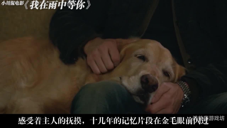 久久狠狠中文字幕2020久久狠狠中文字幕2020，深度解析其背后的文化现象与市场影响