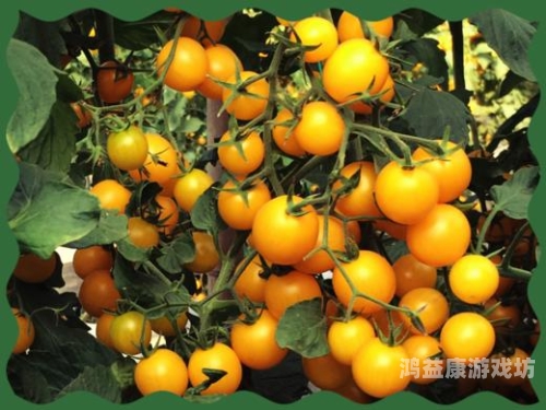 特级全黄久久久久久特级全黄久久久久久，揭秘其背后的水蜜桃在线播放价值与市场前景