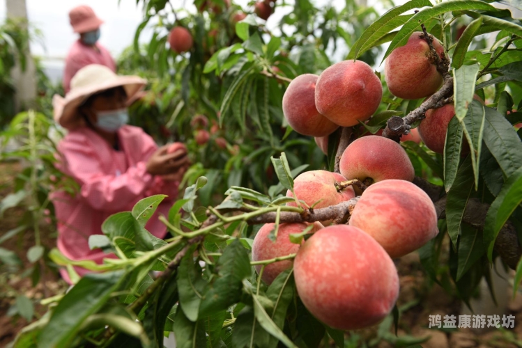 亚洲精品蜜桃免费高清，探索亚洲蜜桃的独特魅力与高清视觉盛宴亚洲视凭