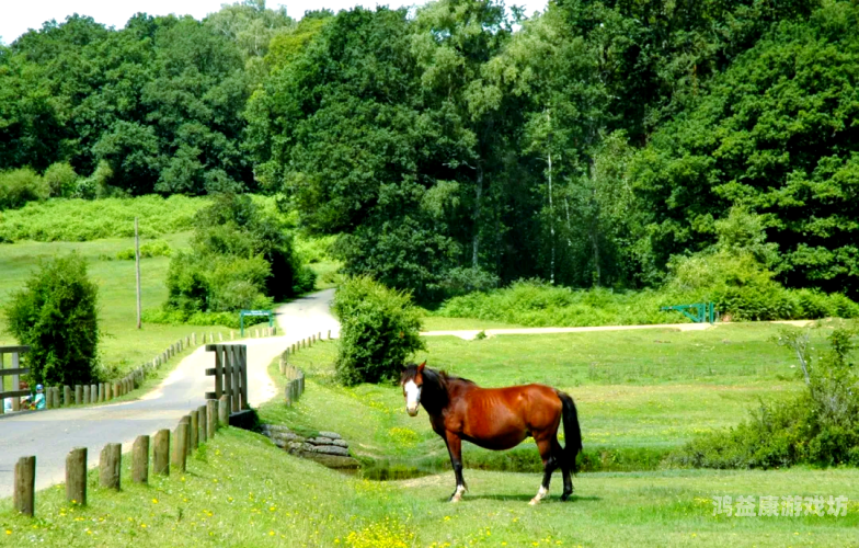 探索欧洲无码精品视频线路一二，内容、安全与合法性解析