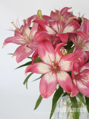 亚洲系列无码精品，探索亚洲成人影片的多样性与文化影响