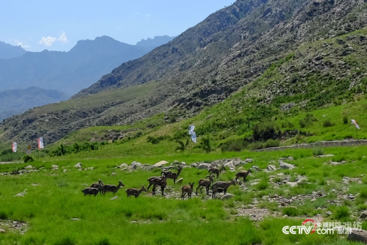 国产精品久久青青草原国产精品久久青青草原，探索中国草原文化的独特魅力
