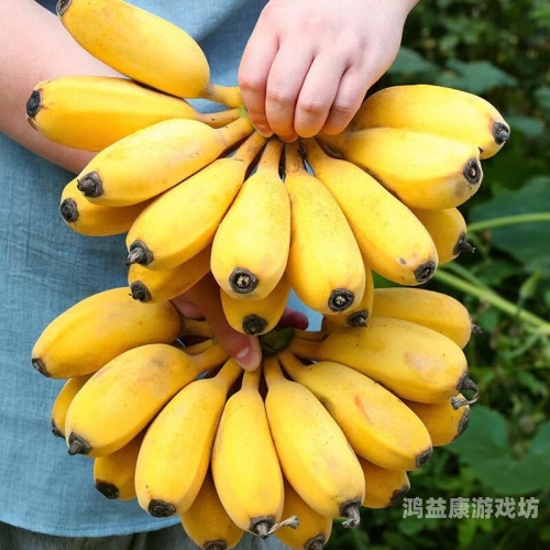 香蕉久久永久视频香蕉久久永久视频，探索香蕉的多样性与水蜜桃在线播放益处