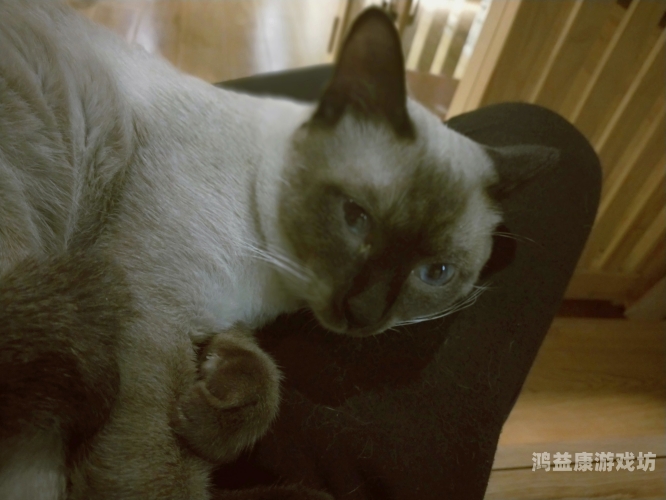 日韩欧美高清中文字幕免费一区二区，影视爱好者的福音日韩欧美中文名称