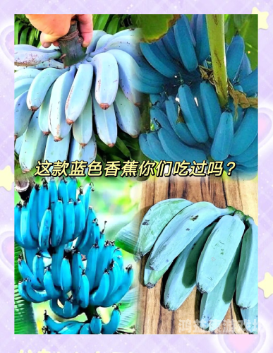 亚洲综合极品香蕉久久网，探索亚洲香蕉产业的多样性与创新亚洲综合症