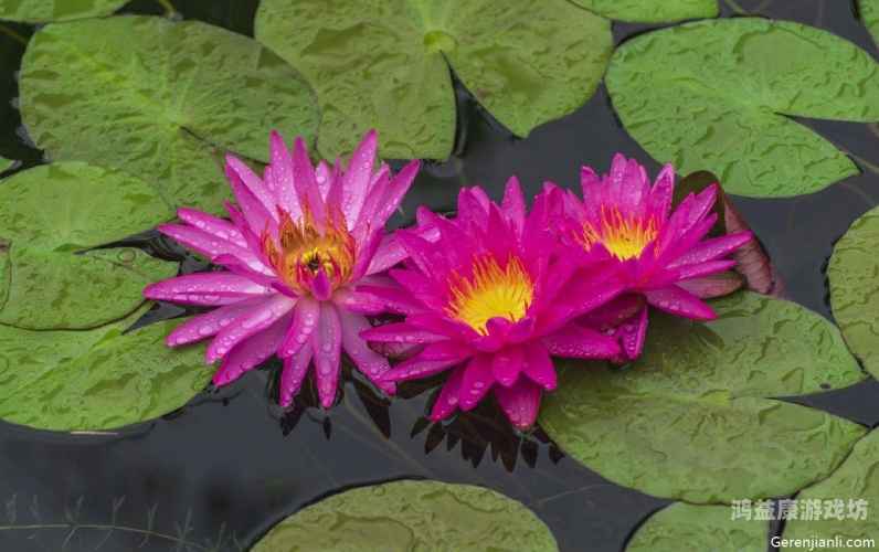 色A在线免弗看五月丁香五月丁香盛放，色A在线免费观赏指南