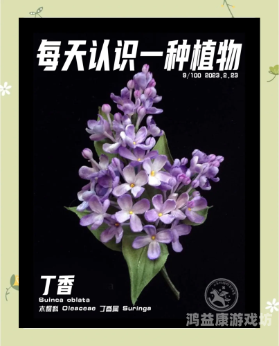 五月丁香缴情网，探索丁香花的美丽与传说