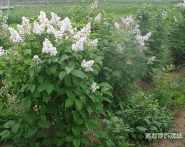 久久五月丁香中文字幕久久五月丁香中文字幕，探索背后的文化现象与影视翻译的艺术