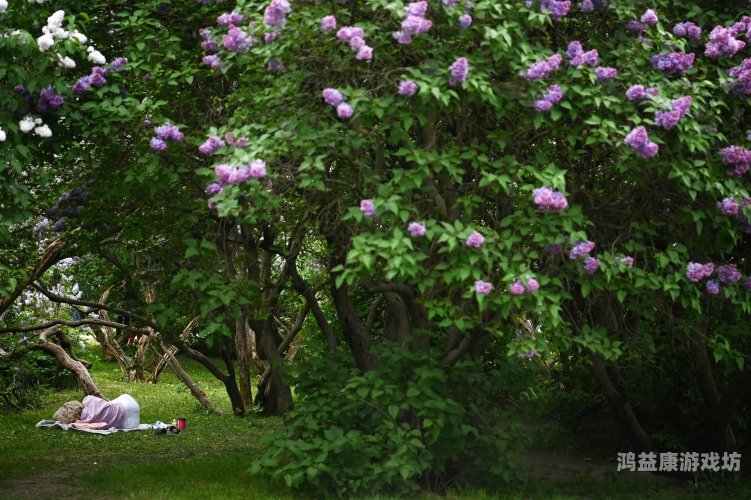 久久五月丁香中文字幕久久五月丁香中文字幕，探索背后的文化现象与影视翻译的艺术