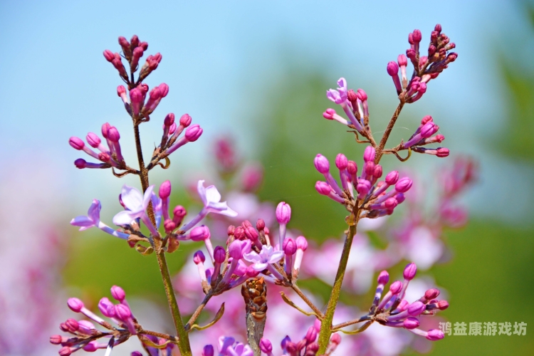丁香五月开心婷婷综合缴情五月丁香花开，婷婷玉立迎夏来——探寻五月丁香与婷婷的综合魅力