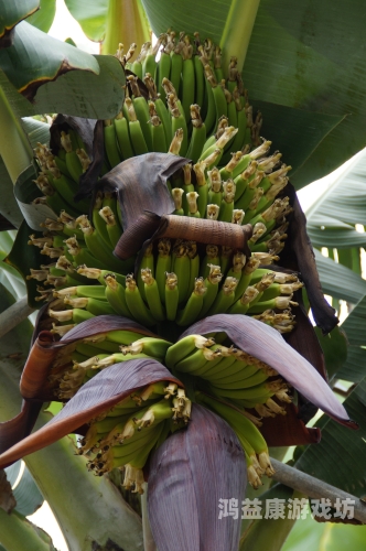 亚洲香蕉日本久久亚洲香蕉日本久久，一场跨越千里的水果贸易传奇