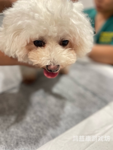 人妻精品久久久久中文字幕69，深度解析网络热词的背后文化现象少女たちよ观看动漫第四季