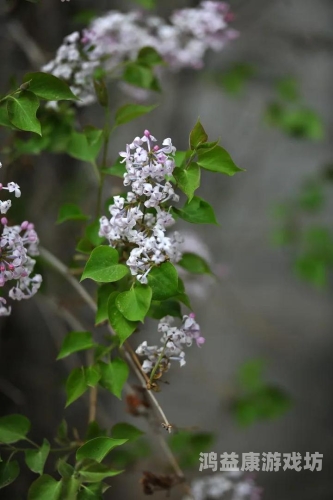 五月开心丁香婷婷久久看，探秘五月丁香花的美丽与传说