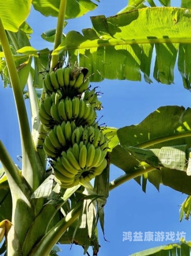 国产精品香蕉在线的人国产精品香蕉在线的人，探索中国香蕉产业的崛起与未来