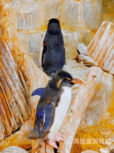 东京热TOKYO综合久久精品，深度解析日本文化热点的多元魅力