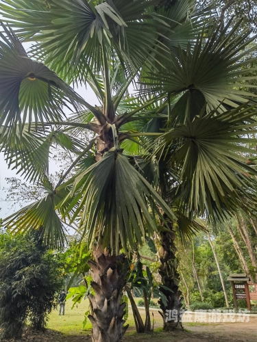 探索亚洲文化多样性，深度解析亚洲专区的独特魅力