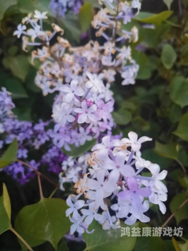 日本五月丁香有码在线观看，探讨日本成人影片行业的现状与影响丁 香五月天