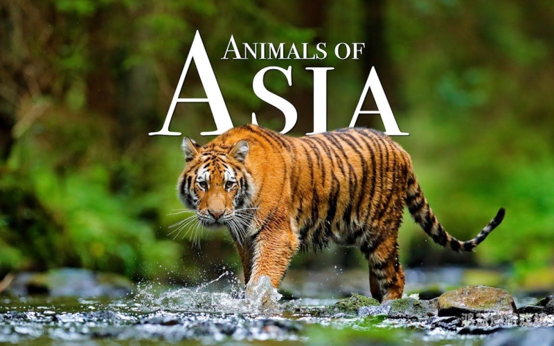 亚洲第一区视频亚洲第一区视频，探索亚洲影视文化的独特魅力与全球影响力