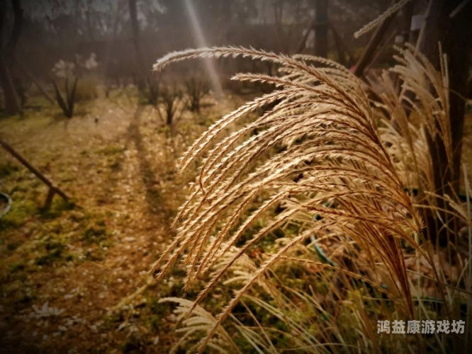 青草草97在线视频青草草97在线视频，探索网络视频的新趋势