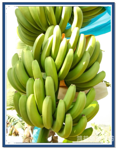 久久久精品香蕉，探寻高品质香蕉背后的秘密