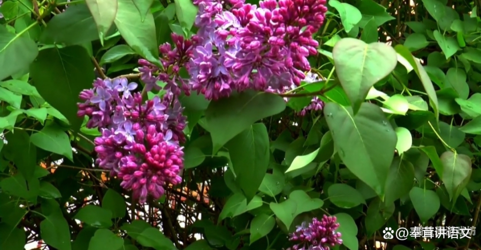 狠狠色丁香九九婷婷综合狠狠色丁香九九婷婷综合，探索植物世界的多样性与美丽