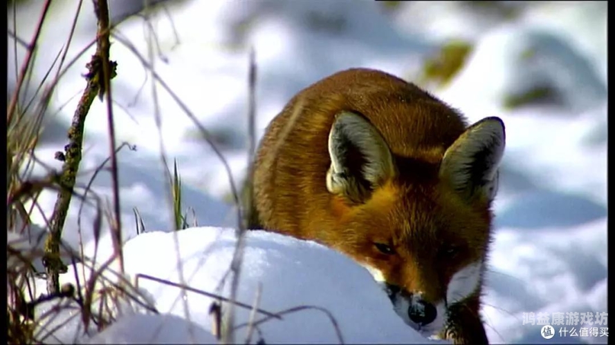 欧美无删减国产精品，深度解析中外影视作品的差异与融合