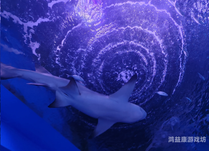 欧美性天天影院，探索全球电影文化的多元魅力红猫大本营点击在线观看的