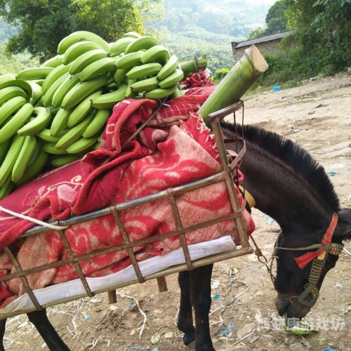 伊在人亚洲香蕉精品区