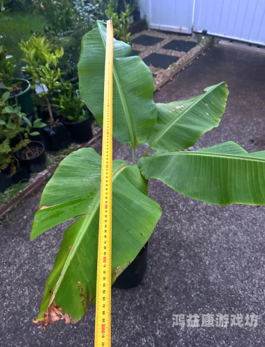 久久香蕉精品久久香蕉精品，品质与水蜜桃在线播放的完美结合