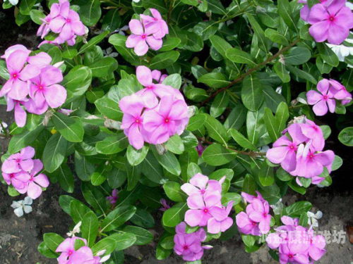 天天天干在线观看视频，平台特色、使用指南与安全注意事项天天干哕怎么回事