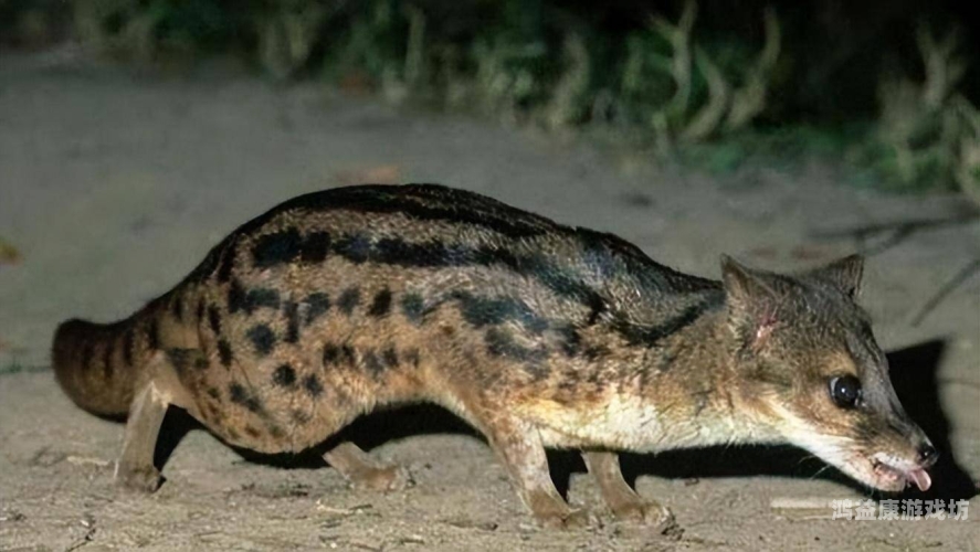 免费国产一区二区三区动物交配