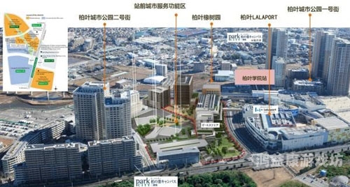 新亚洲综合菊1，品种特性、栽培技术与市场前景全解析亚洲 综合 图文