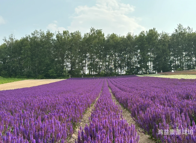 日本野花视频在线看免费日本野花视频在线看免费 - 探索自然之美与线上观赏指南