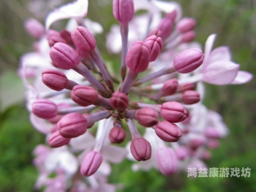 五月丁香绽放时，探寻丁香伊人的文化意象与植物学奥秘五月丁香久久伊人本道开心好婷婷