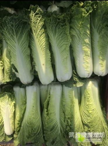 600cc全讯白菜网，全面解析其特点、优势与使用指南600cc全讯白菜自助注册