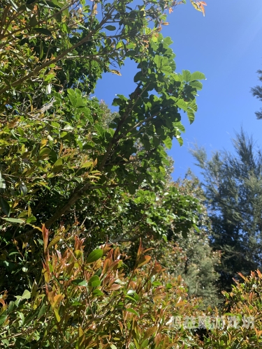 久久久久青草线蕉综合---