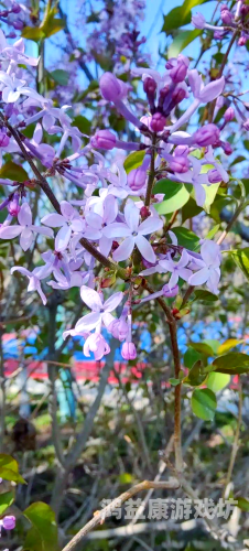 2021年最新最全婷婷丁香2021年最新百科丁香，品种鉴赏、药用价值与园艺养护全指南