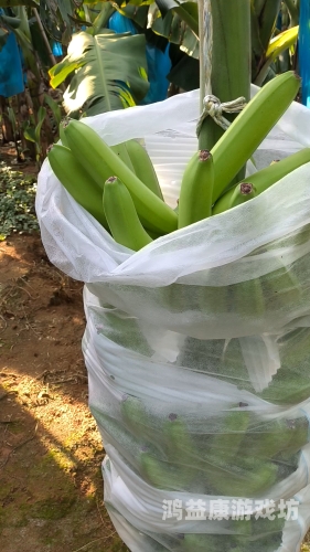 香蕉产业升级，国产优质香蕉品种盘点与免费种植技术分享