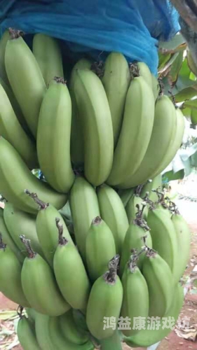 香蕉产业升级，国产优质香蕉品种盘点与免费种植技术分享