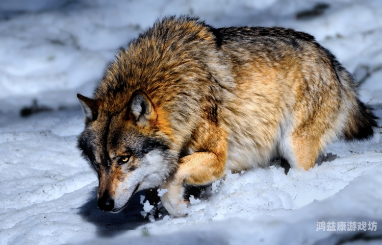 亚洲第一国产综合野狼亚洲第一国产综合野狼，探秘中国野狼文化