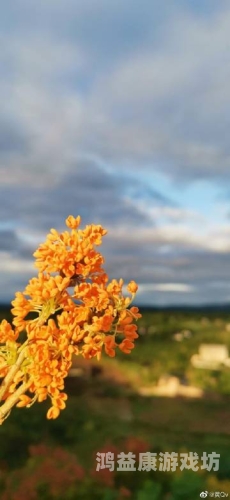国产手机在线qv片无码观看国产手机在线观看指南，警惕非法内容市场