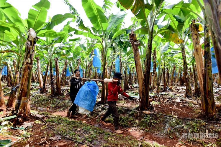 日本香蕉青青妞视频揭秘，精品国产乱码久久久久水蜜桃资讯等你来探索青青的香蕉能直接吃吗