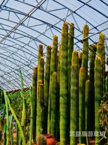 亚洲欧美日韩另类精品亚洲另类精品新闻，探索多元文化下的独特魅力