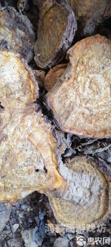 大黄无码网站在线观看揭秘大黄无码网站，在线观看神秘内容