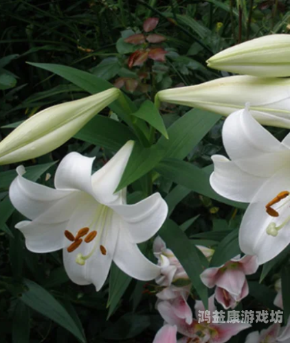 亚洲百合片在线网站，百合水蜜桃在线播放新风尚亚洲百合寓意